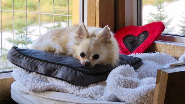 /images/uploads/juneau animal rescue/alaskapets2020/entries/14719thumb.jpg
